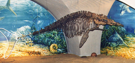 Ichthyosaurier Rekonstruktion