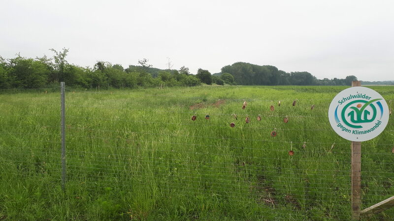 Der Schulwald der Realschule Gebhardshagen ist der jüngste Schulwald in Salzgitter.