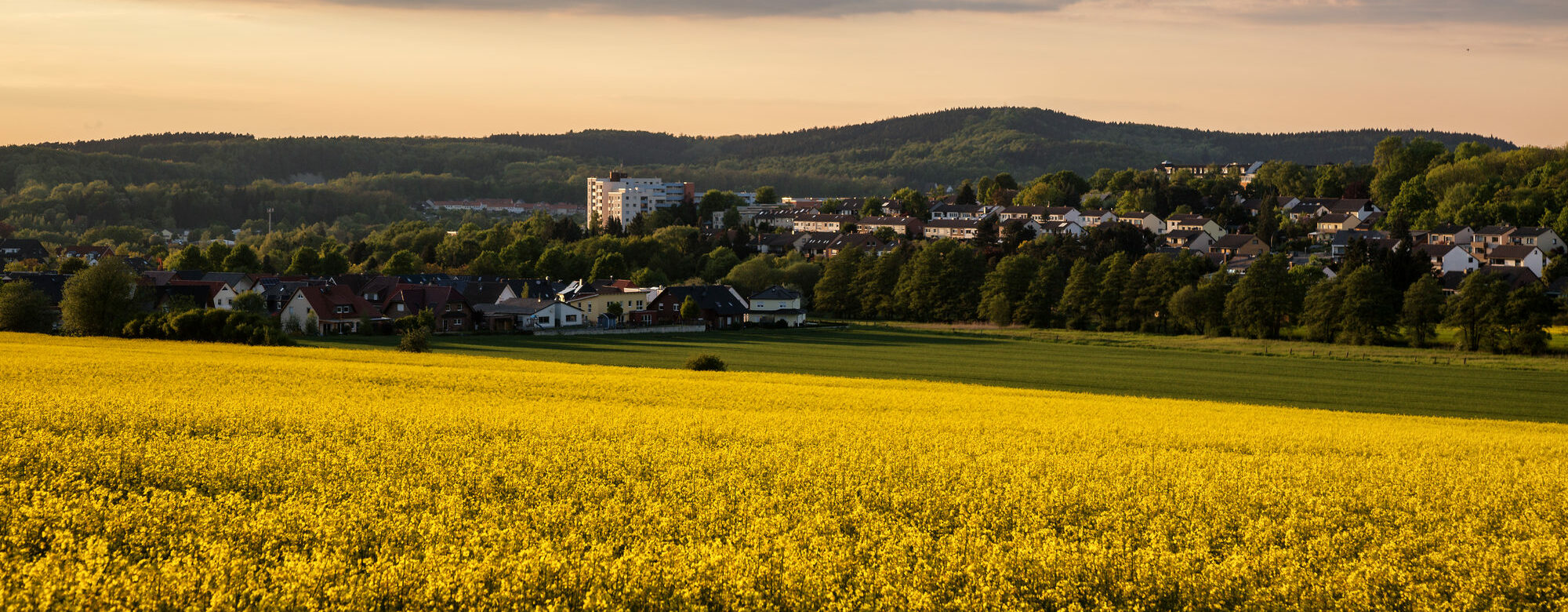 Rapsfelder im Frühling bei Salzgitter-Bad