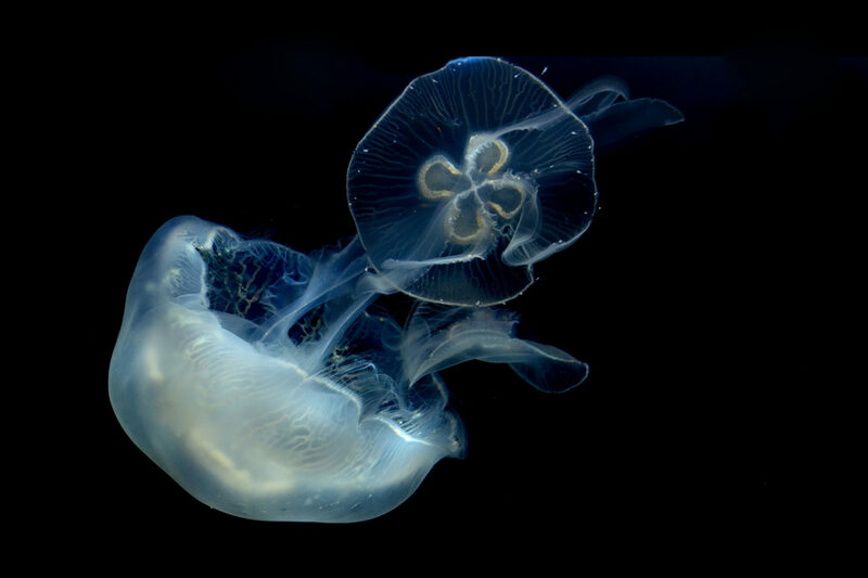 Fotografische Einblicke in die Unterwasserwelt von Michelle Stuhlfauth.