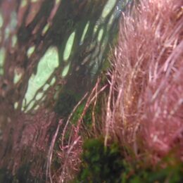 Eins der gezeigten Fotos von Jette Held