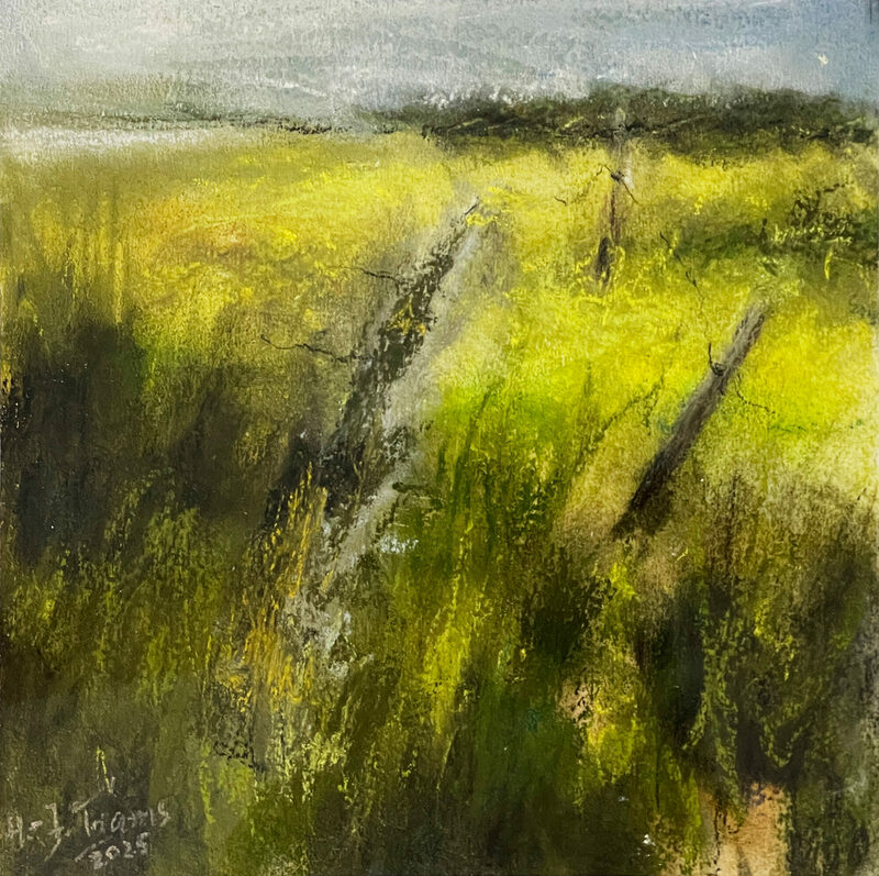 Hans-Jürgen Trams "Raps an der Schlei", 2025, Pastell und Gouache.