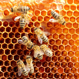 Bienen auf einer Honigwabe.