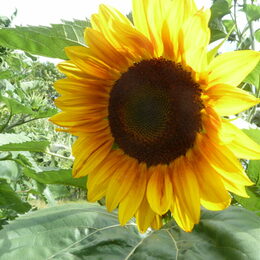 Sonnenblume