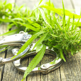 Fragen und Antworten rund um die Cannabislegalisierung stehen im Mittelpunkt des Online-Vortraes.
