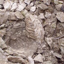 Fossilien im Kalksteinbruch in Salder