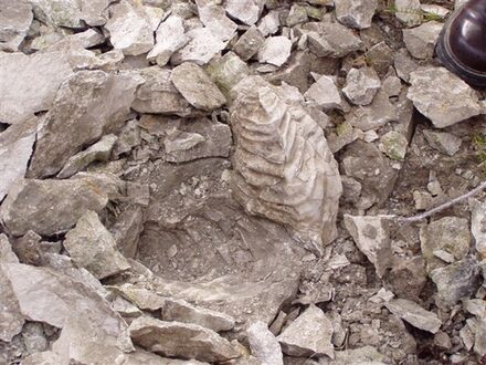 Fossilien im Kalksteinbruch in Salder